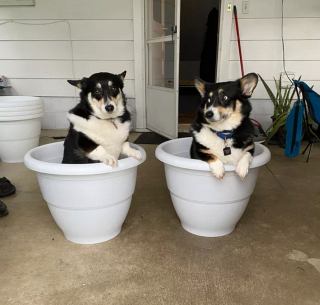 Illustration de l'article : 15 photos de chiens et chats avec une légende qui vaut le détour