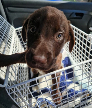 Illustration de l'article : 2 chiots abandonnés dans une voiture en plein soleil cherchent désormais une famille d’adoption