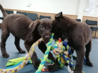 Illustration de l'article : 2 chiots abandonnés dans une voiture en plein soleil cherchent désormais une famille d’adoption