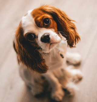 Illustration de l'article : Un transporteur de chien condamné par le tribunal de première instance pour maltraitance envers les canidés