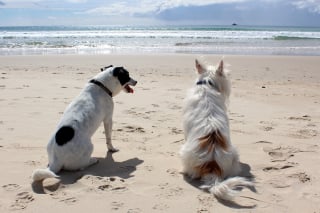 Illustration de l'article : 6 conseils pour profiter de vos vacances avec votre chien et le garder en sécurité