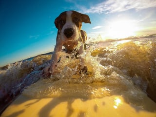 Illustration de l'article : 6 conseils pour profiter de vos vacances avec votre chien et le garder en sécurité