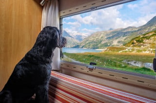 Illustration de l'article : 6 conseils pour profiter de vos vacances avec votre chien et le garder en sécurité