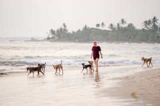 Illustration de l'article : 6 conseils pour profiter de vos vacances avec votre chien et le garder en sécurité