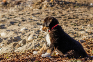 Illustration de l'article : 9 conseils fondamentaux pour emmener votre chien à la plage et en toute sécurité