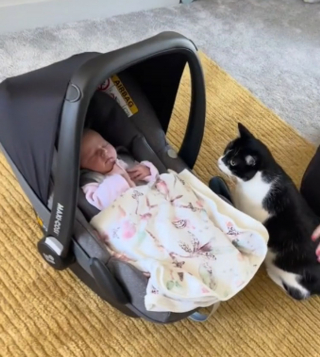 Illustration de l'article : L'étonnante réaction de 3 chats faisant connaissance avec le nouveau-né de la famille (vidéo)