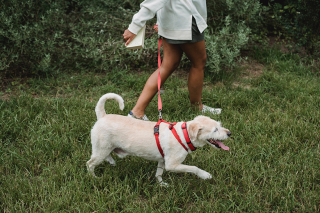 Illustration de l'article : Une récente étude révèle que la présence de chiens dans un quartier diminue le taux de criminalité