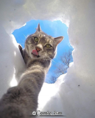 Illustration de l'article : 14 selfies de chats hilarants et adorables