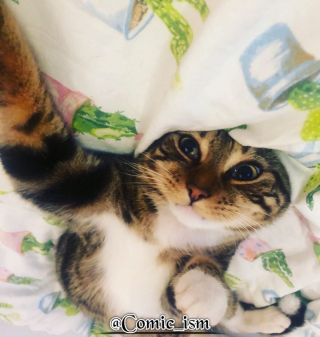 Illustration de l'article : 14 selfies de chats hilarants et adorables