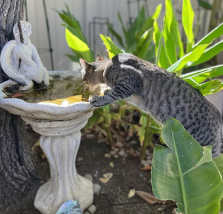 Illustration de l'article : 14 chats qui prennent à revers le mythe affirmant que les chats n'aiment pas l'eau