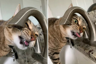 Illustration de l'article : 14 chats qui prennent à revers le mythe affirmant que les chats n'aiment pas l'eau