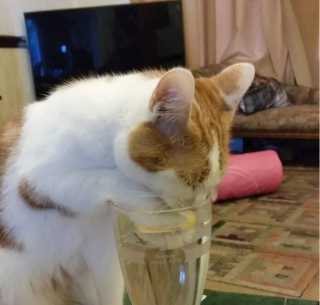 Illustration de l'article : 14 chats qui prennent à revers le mythe affirmant que les chats n'aiment pas l'eau