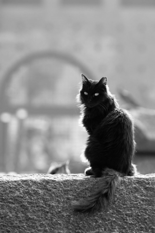 Illustration de l'article : 8 superbes photos de chats qui ont élu domicile dans un célèbre château de la Renaissance