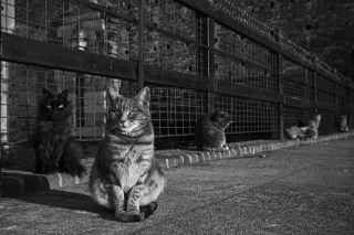 Illustration de l'article : 8 superbes photos de chats qui ont élu domicile dans un célèbre château de la Renaissance