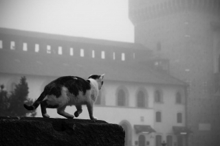 Illustration de l'article : 8 superbes photos de chats qui ont élu domicile dans un célèbre château de la Renaissance