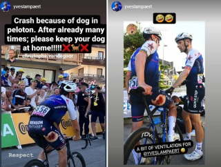 Illustration de l'article : Un cycliste du Tour de France chute à cause d'un chien sur la route : "Gardez votre chien à la maison !"