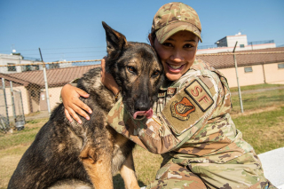 Illustration de l'article : Les retrouvailles, près d'un an après, entre un chien militaire miraculé et sa maîtresse