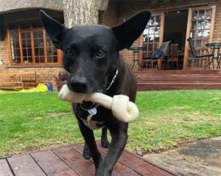 Illustration de l'article : La vidéo émouvante d’un chien qui dit au revoir aux membres du refuge qui ont pris soin de lui durant 6 longues années