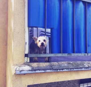 Illustration de l'article : Ces 20 chiens installés sur des balcons surveillent attentivement leur quartier !