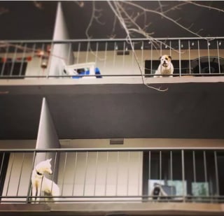 Illustration de l'article : Ces 20 chiens installés sur des balcons surveillent attentivement leur quartier !