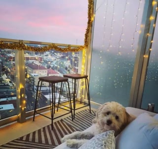 Illustration de l'article : Ces 20 chiens installés sur des balcons surveillent attentivement leur quartier !