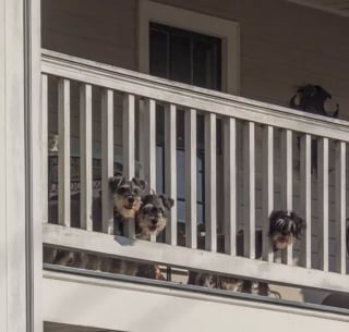 Illustration de l'article : Ces 20 chiens installés sur des balcons surveillent attentivement leur quartier !