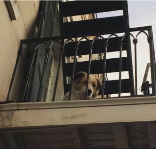 Illustration de l'article : Ces 20 chiens installés sur des balcons surveillent attentivement leur quartier !