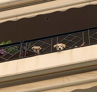 Illustration de l'article : Ces 20 chiens installés sur des balcons surveillent attentivement leur quartier !