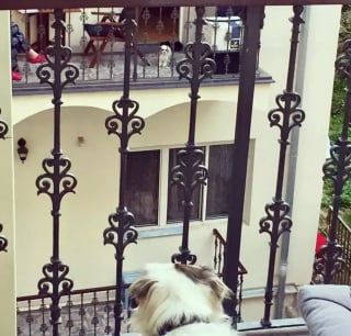 Illustration de l'article : Ces 20 chiens installés sur des balcons surveillent attentivement leur quartier !