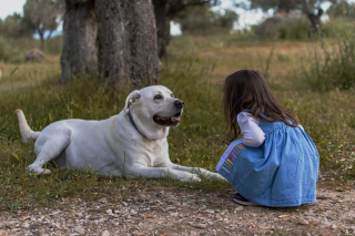 Illustration de l'article : Hommage au chien, meilleur ami de l’Homme, à l’occasion de la Journée internationale de l’Amitié 