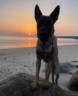 Illustration de l'article : Un Berger Belge Malinois et sa maîtresse sauvent un homme coincé dans les rochers depuis plusieurs heures