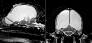 Illustration de l'article : Un chien aveugle sur le point de perdre la vie, sauvé in extremis par une chirurgie lourde