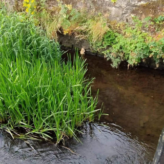 Illustration de l'article : Ils volent au secours d'un chaton piégé dans une rivière et lui cherchent une famille aimante