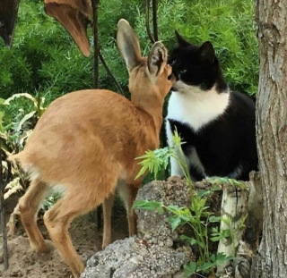 Illustration de l'article : 18 photos prouvant qu'il n'y a pas plus doué que nos animaux pour nous offrir des fous rires