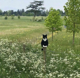 Illustration de l'article : 18 photos prouvant qu'il n'y a pas plus doué que nos animaux pour nous offrir des fous rires