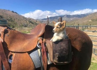 Illustration de l'article : 18 photos prouvant qu'il n'y a pas plus doué que nos animaux pour nous offrir des fous rires