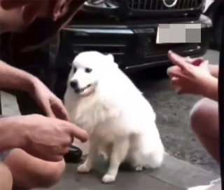 Illustration de l'article : Un chien évacué d’une berline par les autorités le jour le plus chaud de l’année