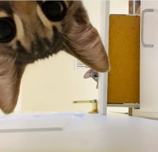 Illustration de l'article : 16 photos prouvant que les animaux n'ont pas fini de nous faire rire