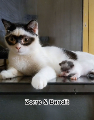 Illustration de l'article : 15 photos d'un chat et de son chaton ressemblant au célèbre personnage Zorro !