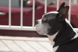 Illustration de l'article : Un chien sauvé d’un incendie d’appartement à Mondonville près de Toulouse