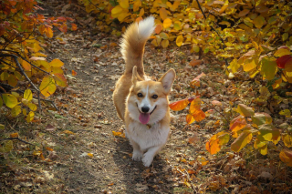 Illustration de l'article : 5 émotions que peut communiquer votre chien avec sa queue