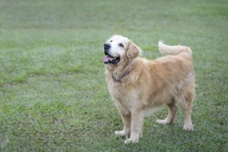 Illustration de l'article : 5 émotions que peut communiquer votre chien avec sa queue