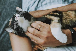 Illustration de l'article : 10 signes qui prouvent que votre chat vous porte dans son coeur