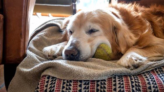 Illustration de l'article : Un Golden Retriever de 13 ans doyen de l’association qui l’a recueilli trouve son foyer pour toujours