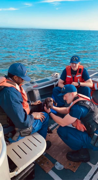 Illustration de l'article : Un chien passe par-dessus bord et se perd en mer. Les gardes-côtes lancent une opération de sauvetage ! (Vidéo)