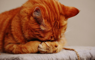 Illustration de l'article : 8 symptômes qui peuvent indiquer que votre chat vit ses derniers instants