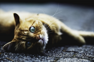 Illustration de l'article : 8 symptômes qui peuvent indiquer que votre chat vit ses derniers instants