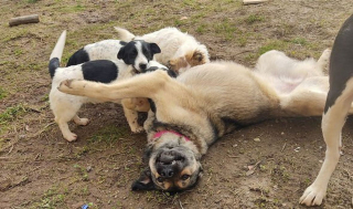 Illustration de l'article : Un chiot survit après avoir été percuté par une voiture. 2 ans plus tard, ce chien très affectueux n'a jamais été accueilli dans une famille