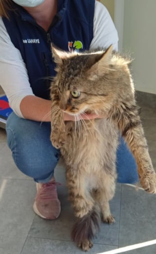 Illustration de l'article : 2 ans après, ce chat disparu refait surface à 10 km de chez lui, savourant des croquettes dans un hypermarché