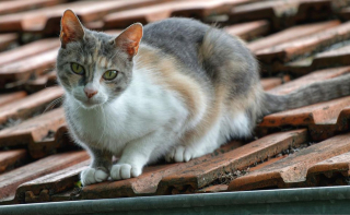 Illustration de l'article : Enchaînant les mésaventures, ce chat se met à nouveau en mauvaise posture en se faufilant dans une cheminée. Les pompiers interviennent